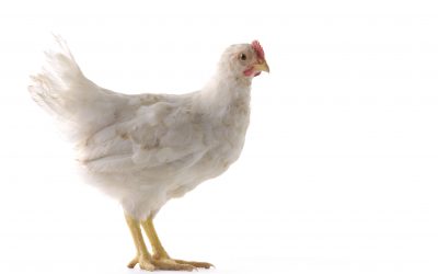 Probiotics against pathogens in poultry. Photo: Shutterstock / cameilia