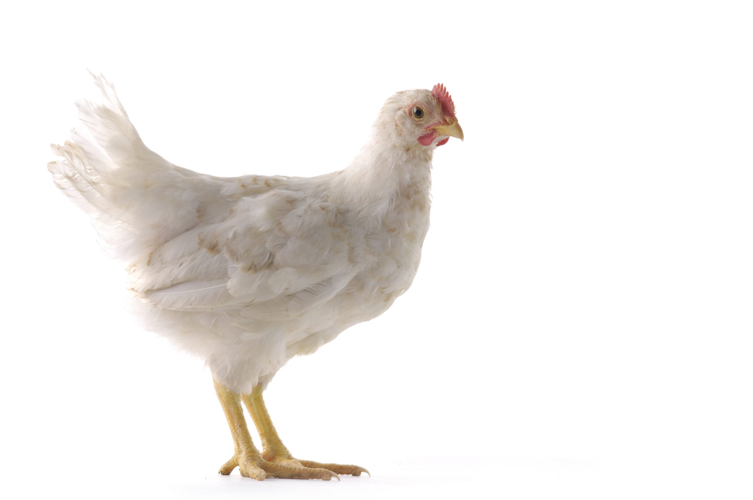 Probiotics against pathogens in poultry. Photo: Shutterstock / cameilia