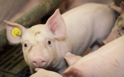 A fresh look at piglet nutrition before antimicrobials