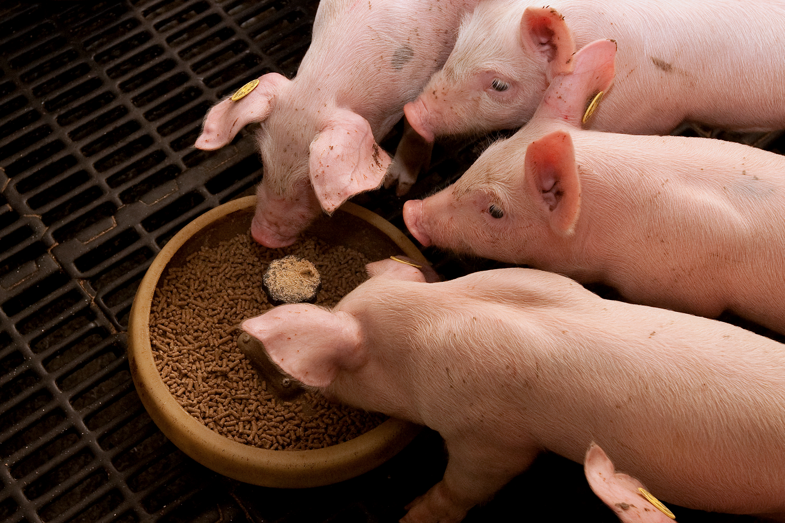 New app for swine feed recommendations