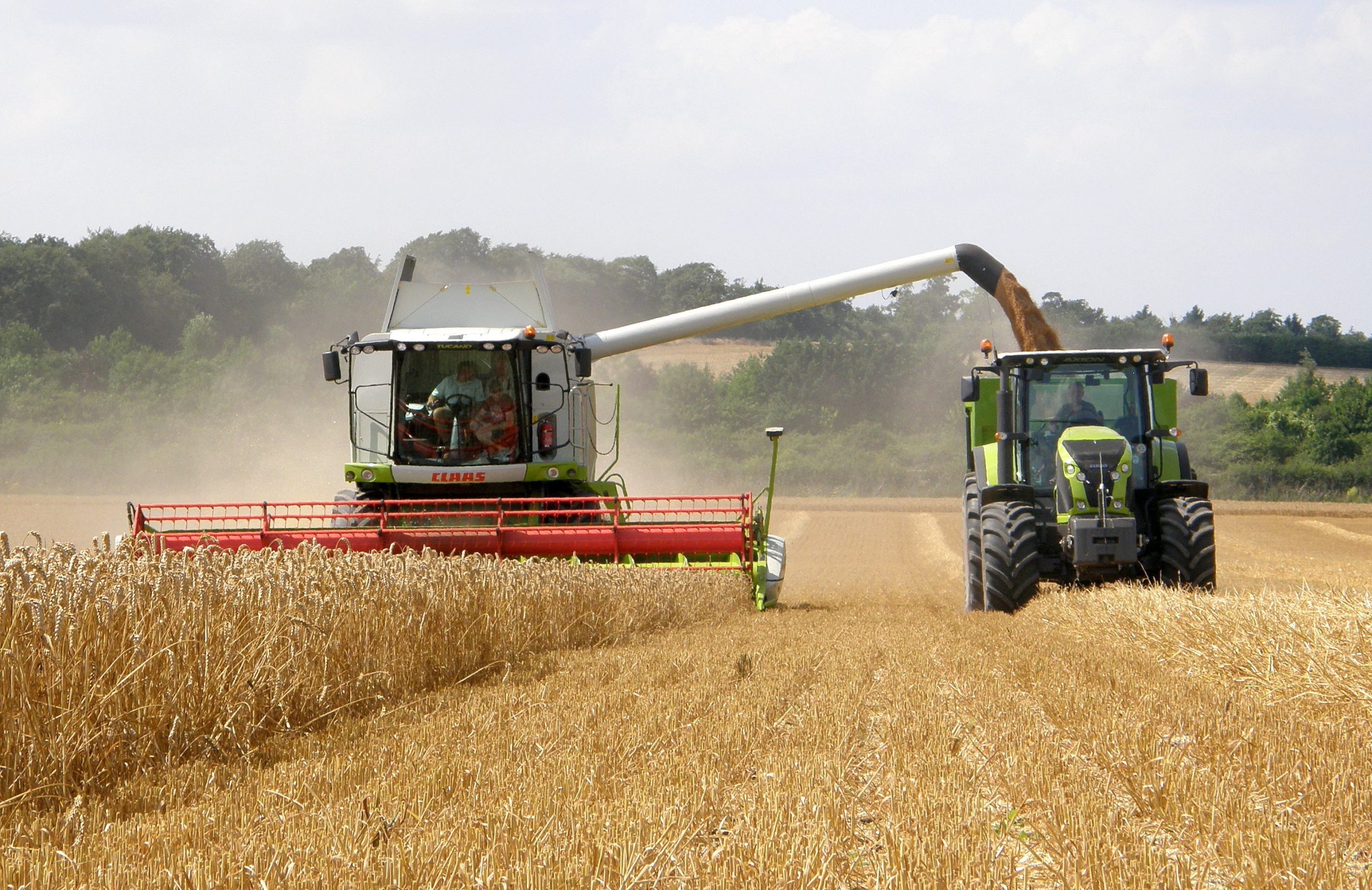 More cereals worldwide, but EU below average. Photo: Picasa