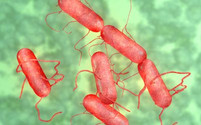 The prevalence of Salmonella in chick s fed BMD can be attributed to its activity against Gram-positive bacteria. Photo: Michael Taylor