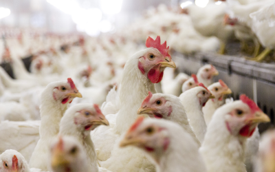 German poultry giant moves to GMO-free poultry diets