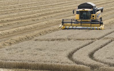 Scheemda  02-08-2017  opdr nr.: 404950rondje oogst Oldambt Groningentarwe oogst Koos Naaijer  06-21264161foto:Jan Willem van Vliet