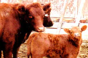 Ireland: Rise in livestock deaths due to fodder crisis