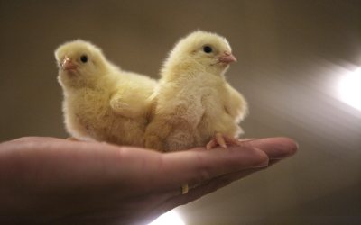 New probiotic optimises feed conversion poultry