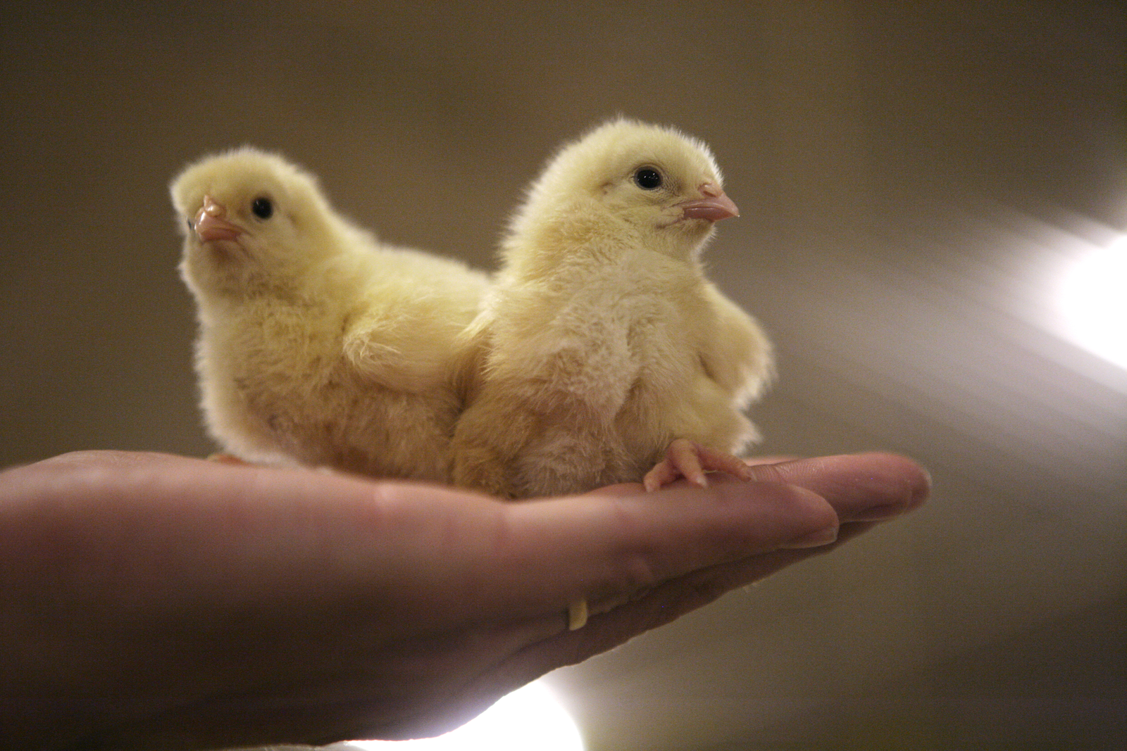 New probiotic optimises feed conversion poultry