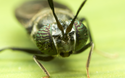Finally: EFSA opinion on insects for feed