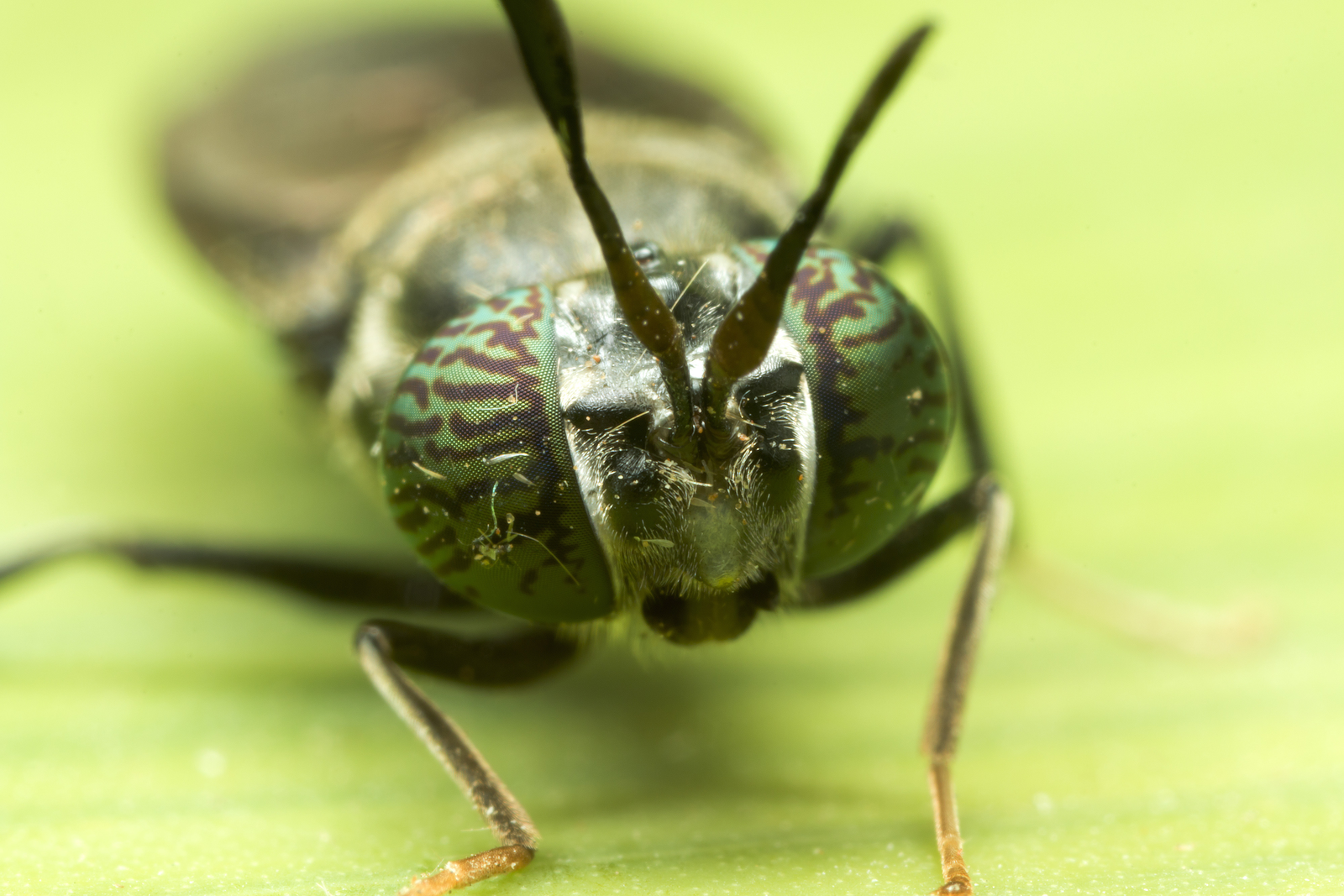 Finally: EFSA opinion on insects for feed