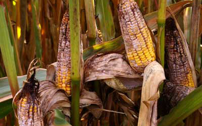 Mycotoxin outbreak hurts US crops and farmers