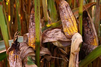 Mycotoxin outbreak hurts US crops and farmers