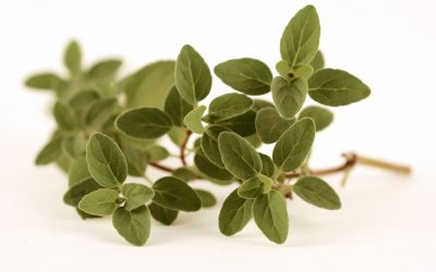 Oregano oil benefits sow and piglet