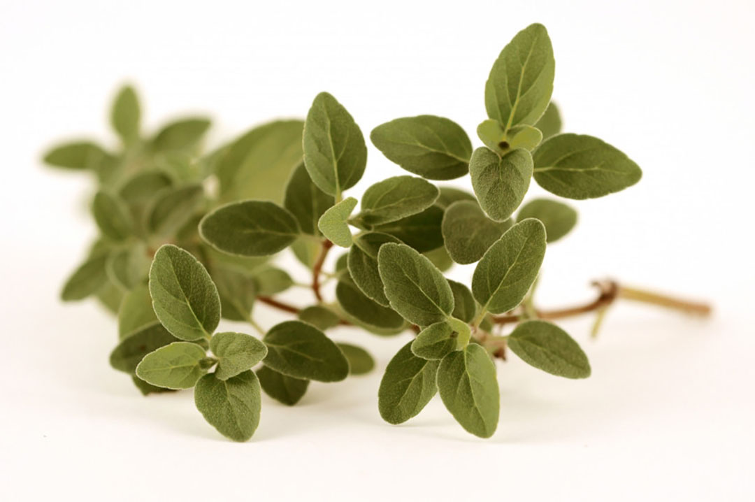 Oregano oil benefits sow and piglet