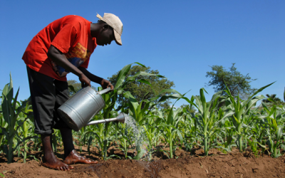 Will Africa be the next bread basket?