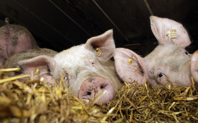Sows bedded on straw can be a big mycotoxin risk