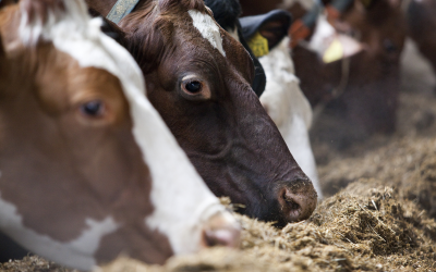 Maize cobs meal suitable as livestock feed