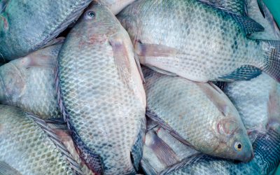 Feed: major bottleneck for aquaculture Ghana