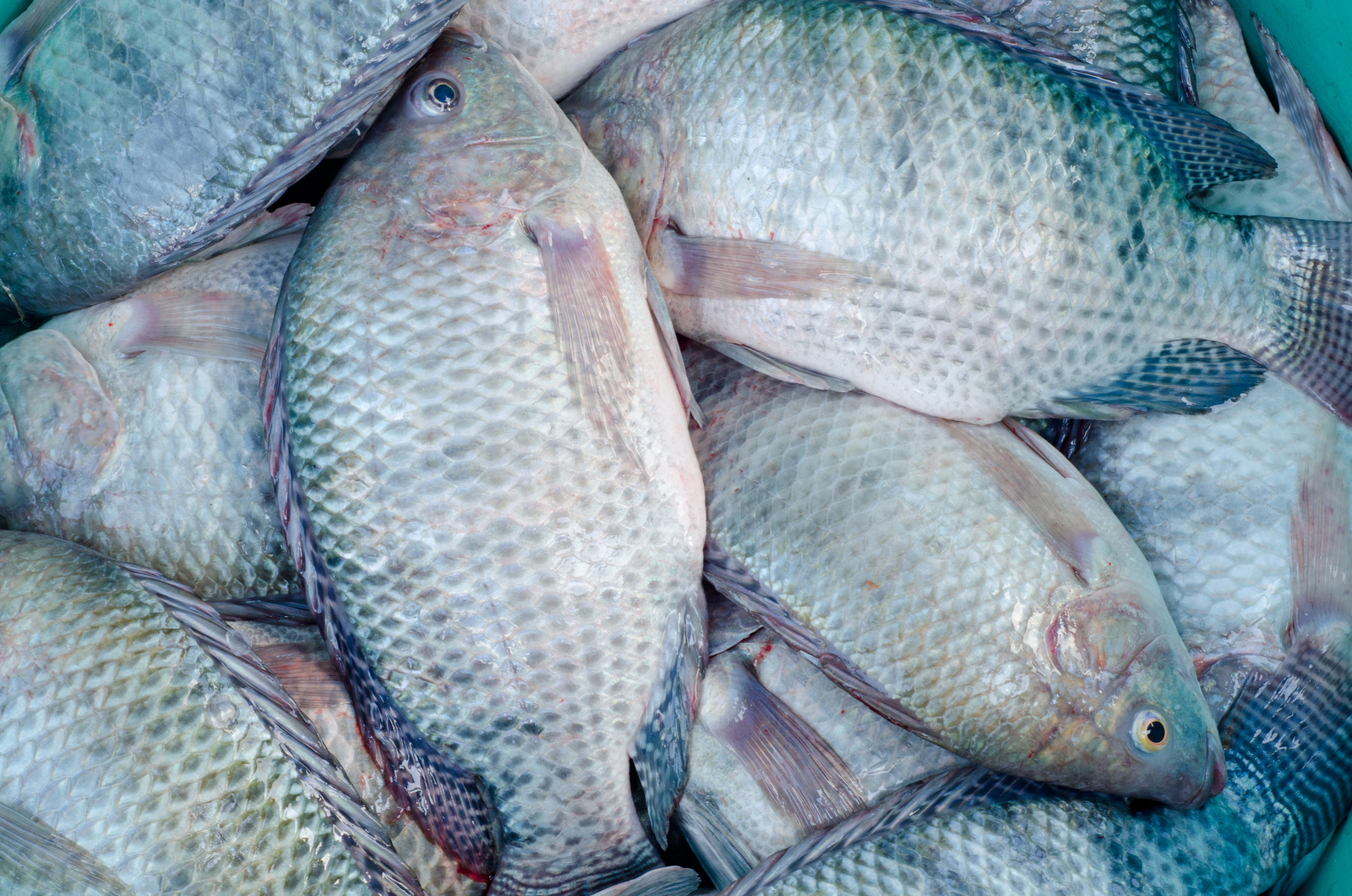 Feed: major bottleneck for aquaculture Ghana