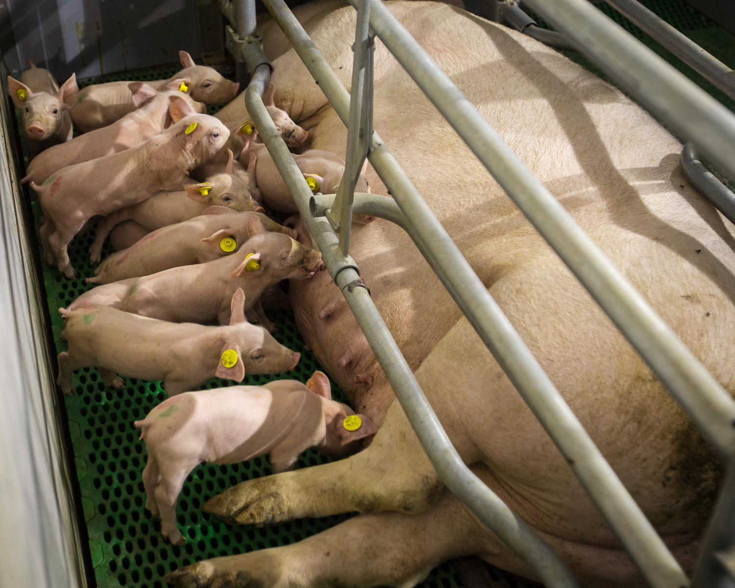 Increasing lactation feed intake may support sow longevity