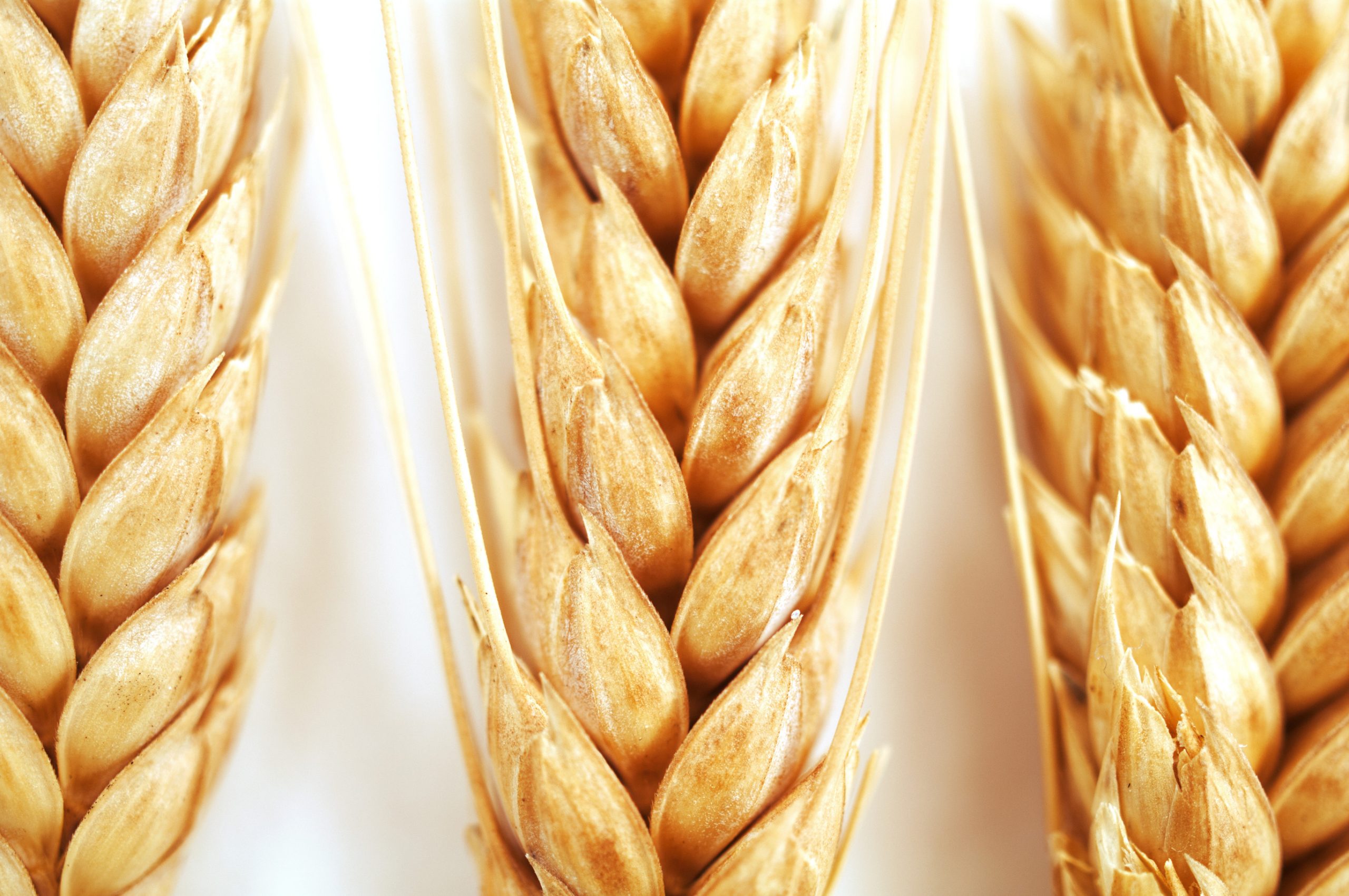2,735 wheat lines sequences freely accessible