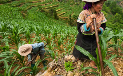Vietnam likely to plant GM crops in 2015