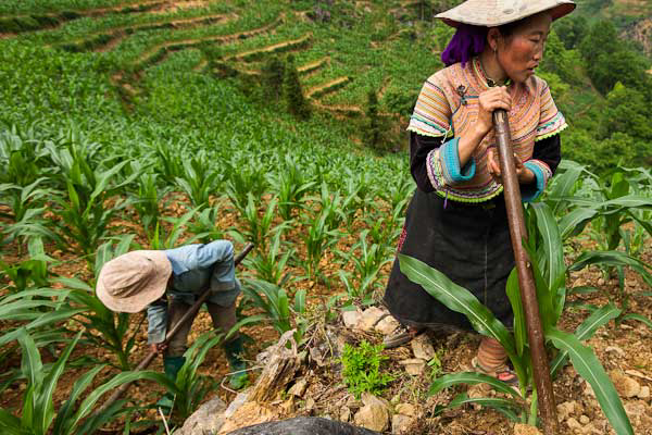 Vietnam likely to plant GM crops in 2015