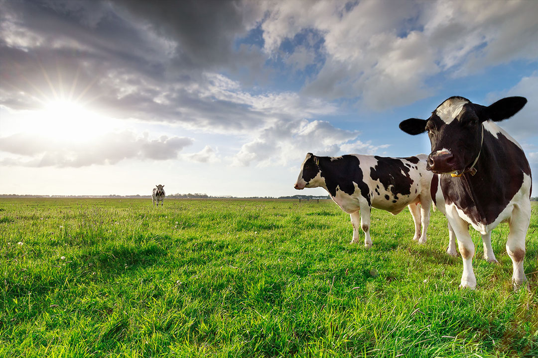 Feed additives: A tool for sustainable animal production - All About Feed