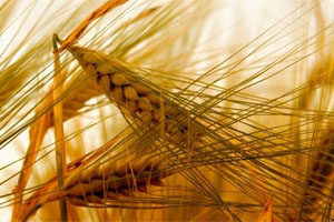 US: Historic increase of wheat production