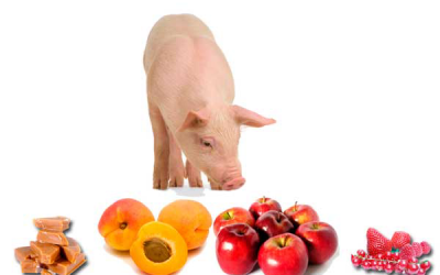 Novel flavoured creep feeding for piglets