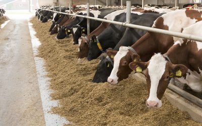 Bile acids not only protect cows from metabolic diseases but also significantly increase milk production. Photo: Koos Groenewold