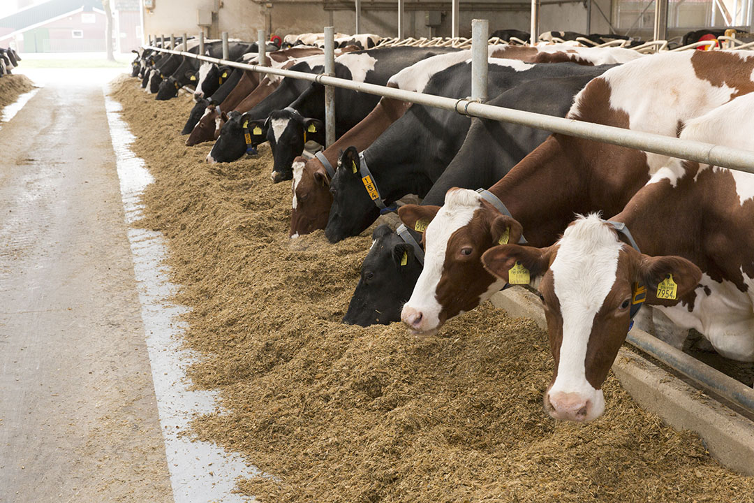 Bile acids not only protect cows from metabolic diseases but also significantly increase milk production. Photo: Koos Groenewold