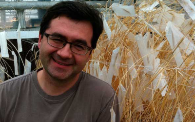 Stem rust wheat resistance gene discovered