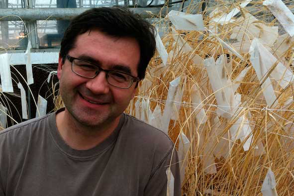 Stem rust wheat resistance gene discovered