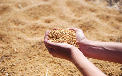 Factors such as bean genotype, type of soil, environmental conditions during growing and harvesting seasons, and storage affect the chemical composition, protein quality and nutritive value of commercial soybean meal. Photo: 235= 8B28=5=:>