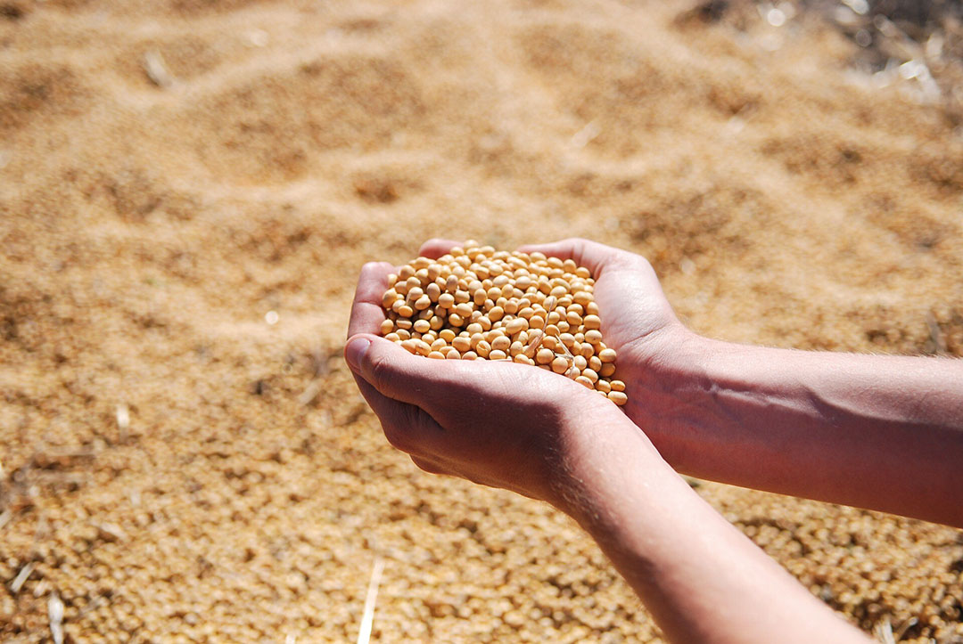 Factors such as bean genotype, type of soil, environmental conditions during growing and harvesting seasons, and storage affect the chemical composition, protein quality and nutritive value of commercial soybean meal. Photo: 235= 8B28=5=:>