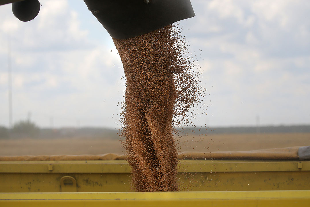 The quota was introduced for the period from 1 April to 30 June, 2020 in order to  ensure the agricultural security of Russian citizens,  Photo: Maxim Shipenkov