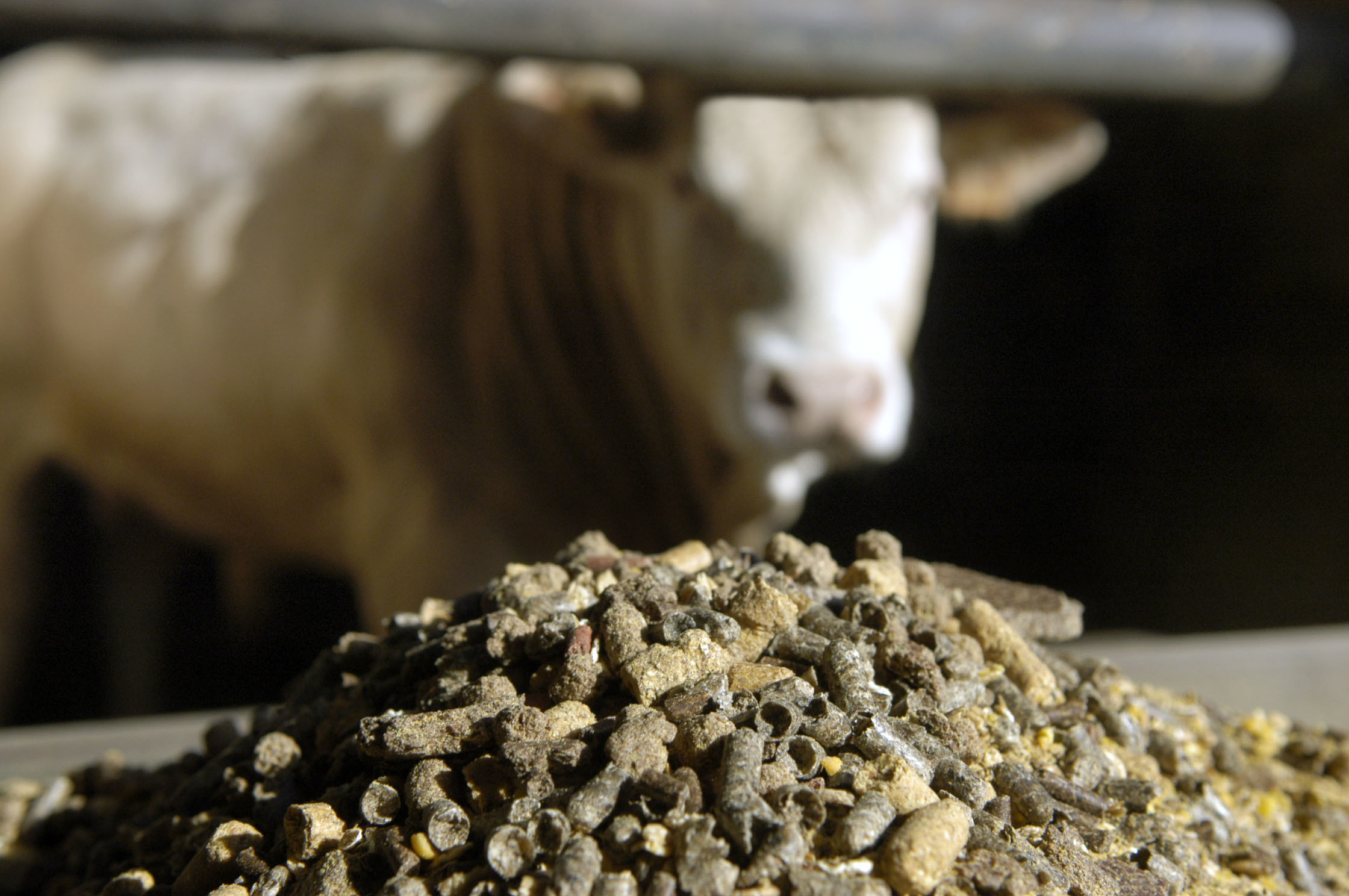 2016: Growth in EU feed production. Photo: Wick Natzijl