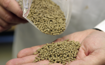 Pellet quality can be influenced by several factors, including the ingredients, diet formulation and processing. A good rule of thumb is the pellet quality factor (PQF).