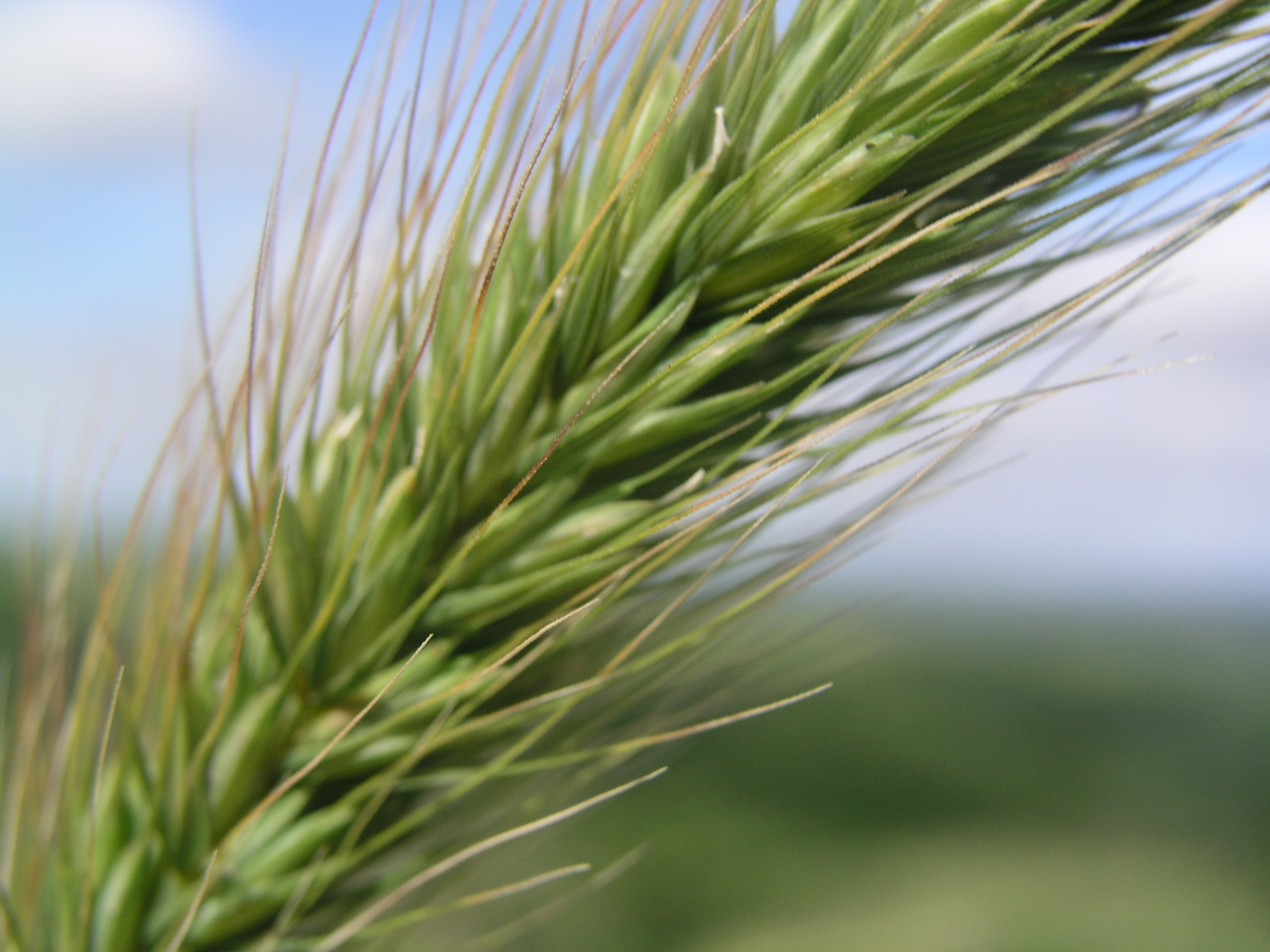 Wheat exports up in Black Sea countries