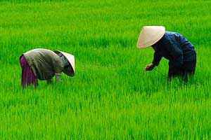 Vietnam continues GMO development plan