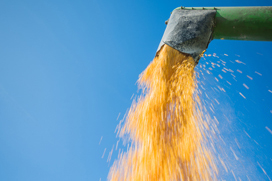 Mycotoxin survey: The main risks in 2014