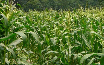 Indonesia: local corn prices continue to rise