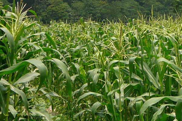 Indonesia: local corn prices continue to rise