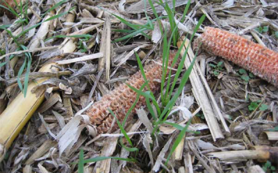 Study: Soil quality if corn cobs are removed for bioenergy