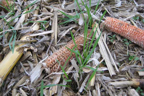 Study: Soil quality if corn cobs are removed for bioenergy