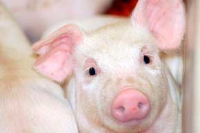 New research on Ca provision in growing pigs