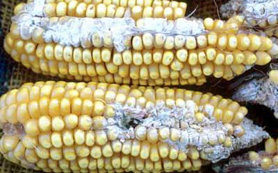 Mycotoxins in Focus: Trends, Facts & Effects