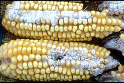 Mycotoxins in Focus: Trends, Facts & Effects