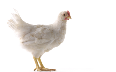 Peptides show promise for poultry