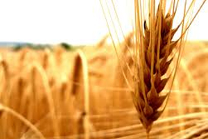 Ukraine: Dry spell may harm wheat and barley harvest